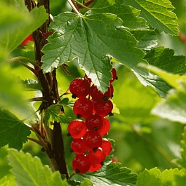 Смородина красная Памятная