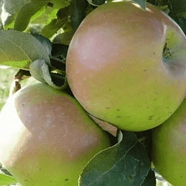 Яблоня Колоновидная Таскан