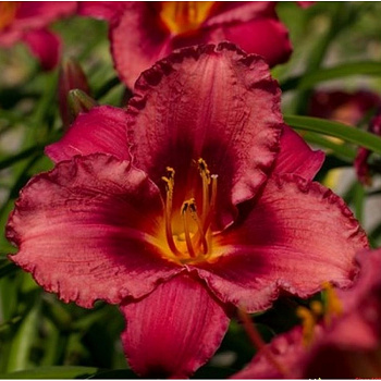 Лилейник гибридный Джаз Данс