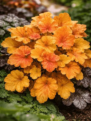 Гейхера Christa