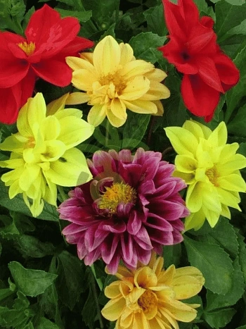 Георгина гибридная Figaro Mix