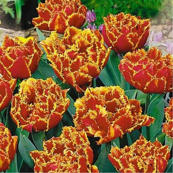 Тюльпан бахромчатый Фриндж Бьюти