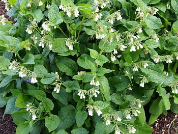 Окопник крупноцветковый