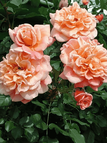 Роза Плетистая Aloha