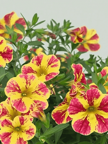 Калибрахоа Neo Summer Joy