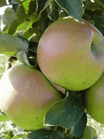 Яблоня Колоновидная Таскан