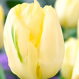 Тюльпан Триумф Крем Флаг