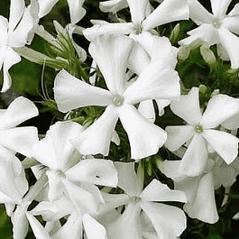 Флокс метельчатый Casablanca