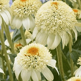 Эхинацея пурпурная Milkshake