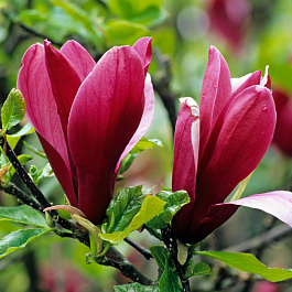 Магнолия лилиецветная Нигра Магнолия лилиецветная Нигра