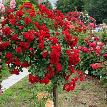 Роза английская парковая Майнауфоер