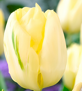 Тюльпан Триумф Крем Флаг