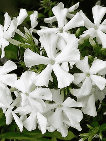 Флокс метельчатый Casablanca