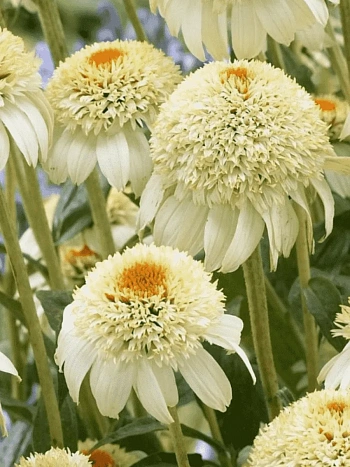 Эхинацея пурпурная Milkshake