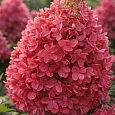 Гортензия метельчатая Candlelight
