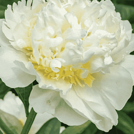 Пион Молочноцветковый Bridal Icing