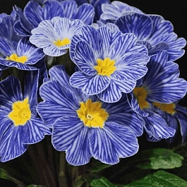 Примула бесстебельная Blue Zebra