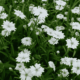 Смолёвка приальпийская Starry Dreams