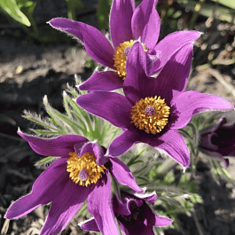 Прострел обыкновенный Pulsar Violet Shades