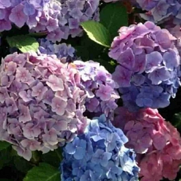 Гортензия крупнолистная Bodensee