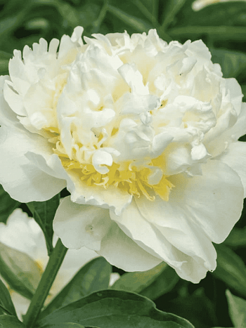 Пион Молочноцветковый Bridal Icing