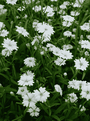 Смолёвка приальпийская Starry Dreams