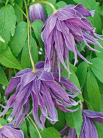 Клематис Violet Lampion (Orion)