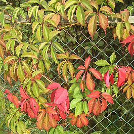 Виноград пятилисточковый