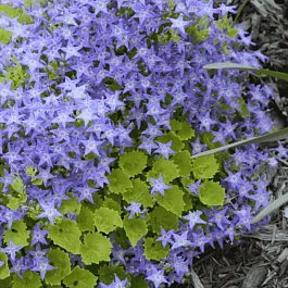 Колокольчик  гарганский Major