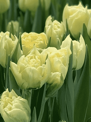 Тюльпан триумф Verona