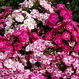 Флокс метельчатый Попурри Пинк