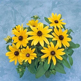 Рудбекия низкорослая Беки Еллоу