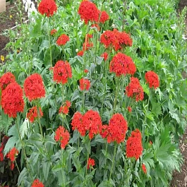 Лихнис халцедонский Red