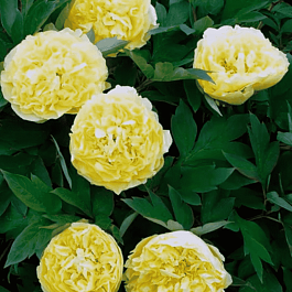 Пион ИТО Yellow Crown