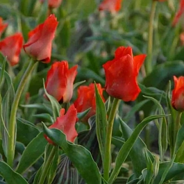 Тюльпан Red Riding Hood