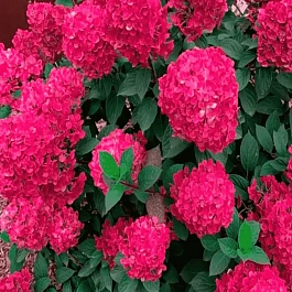 Гортензия метельчатая Самарская Лидия