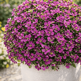Арабис кавказский Little Treasure Deep Rose