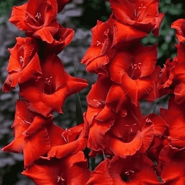 Гладиолус Brown Sugar