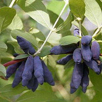 Жимолость съедобная Стойкая