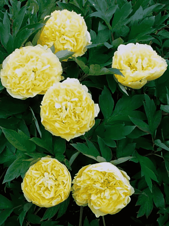 Пион ИТО Yellow Crown