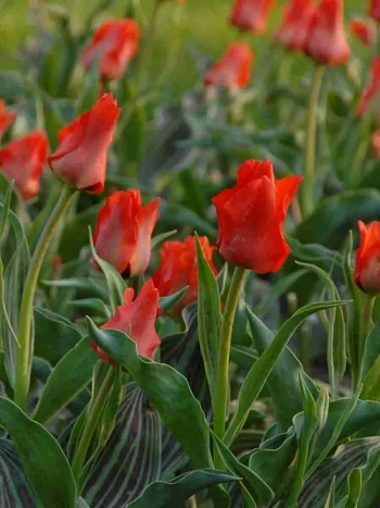 Тюльпан Red Riding Hood