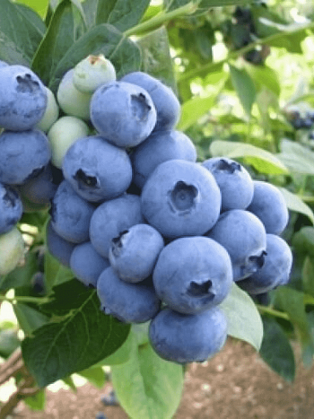 Голубика высокорослая Bonus