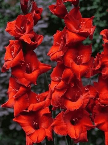 Гладиолус Brown Sugar