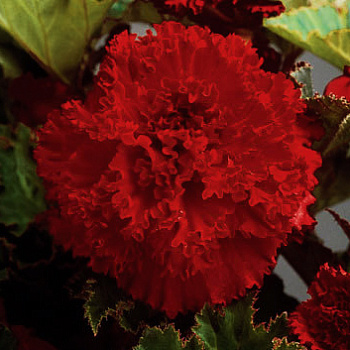 Бегония Клубневая Fimbriata Scarlet