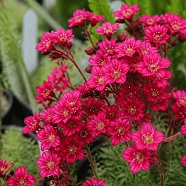 Камнеломка Арендса Marto Hot Rose