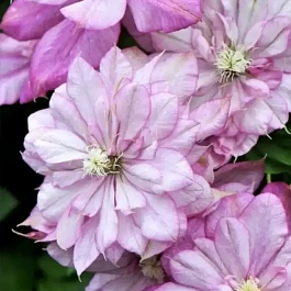 Клематис гибридный Innocent Blush