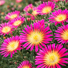 Делосперма культурная Suntropic Purple