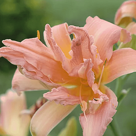 Лилейник Double Pompom