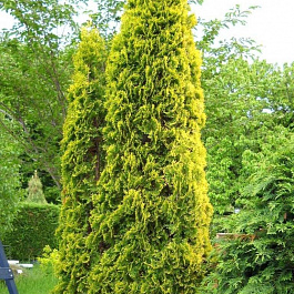 Туя западная MALONYANA Aurea