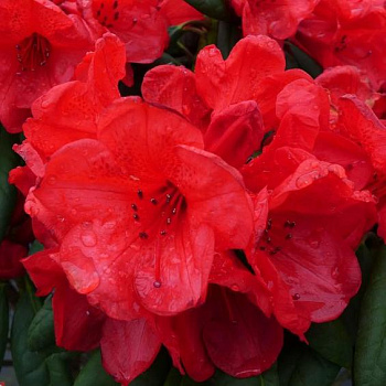 Рододендрон гибридный elizabeth red foliage